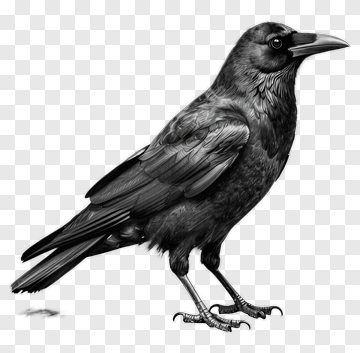 Black Raven Standing PNG