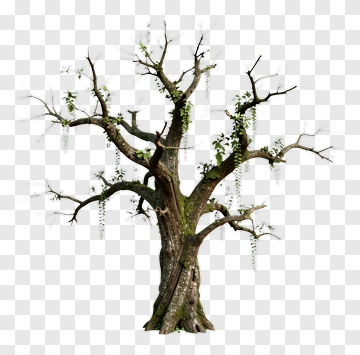 Tree With Hanging Vines PNG