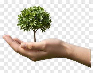 Hand Holding A Small Tree PNG