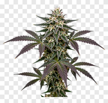Cannabis Plant With Green And Purple Leaves PNG