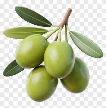 Green Olive Branch With Leaves PNG