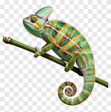 Colorful Chameleon On A Branch PNG