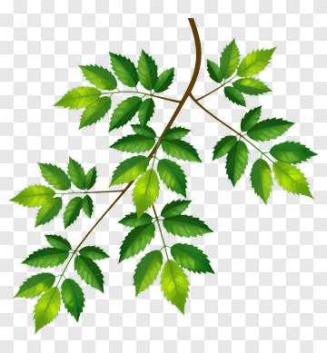 Green Leaf Branch PNG