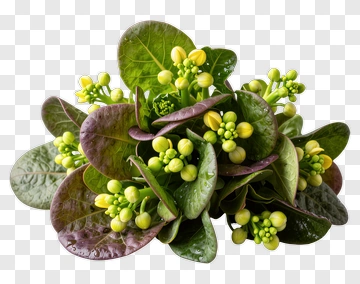 Green Leafy Bouquet With Yellow Flowers PNG