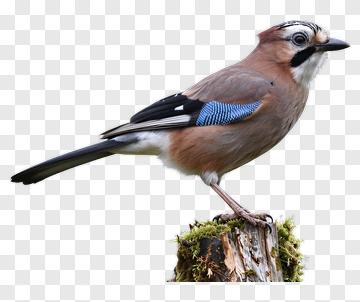 Eurasian Jay Perched On A Log PNG