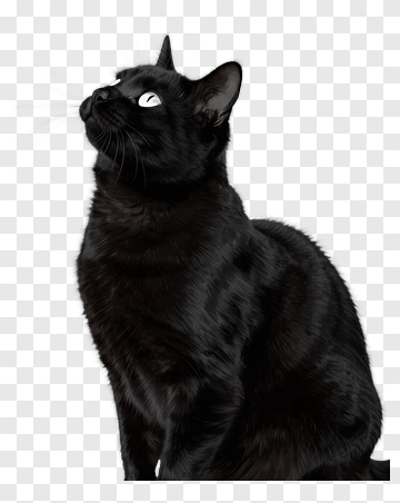 Black Cat Looking Up PNG