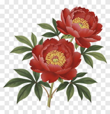 Red Peony Flower Arrangement PNG