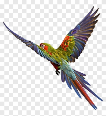 Colorful Macaw Flying PNG
