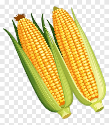 Fresh Corn On The Cob PNG