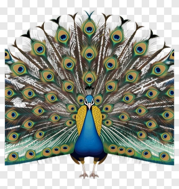 Colorful Peacock Displaying Its Feathers PNG