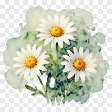 Watercolor Daisy Flowers PNG