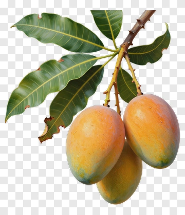 Mangoes On A Branch With Green Leaves PNG