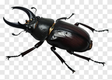Realistic Stag Beetle PNG