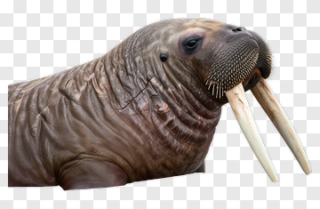 Walrus With Long Tusks PNG