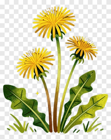 Colorful Dandelion Flowers PNG