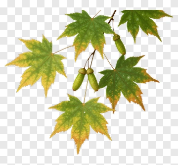 Maple Leaves With Acorns PNG