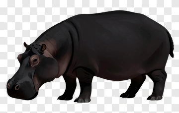 3D Hippopotamus PNG