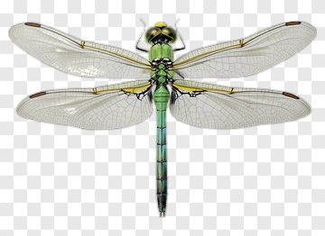Detailed Dragonfly Illustration PNG