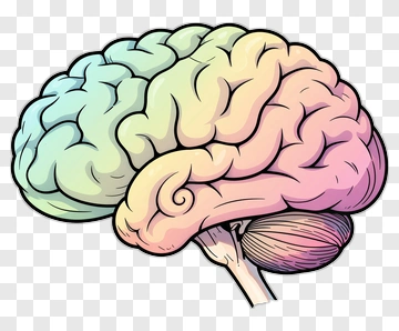 Colorful Brain Illustration PNG