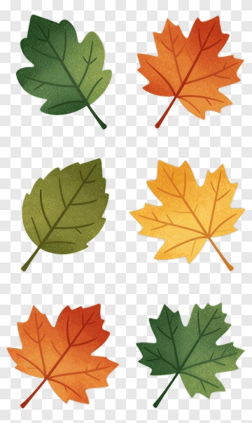 Colorful Leaves In Various Autumn Shades PNG