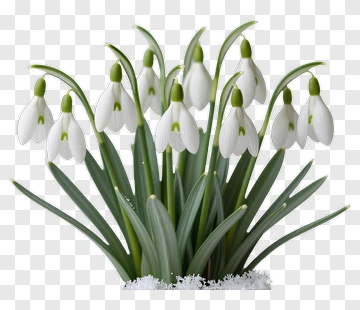 Snowdrop Flowers PNG