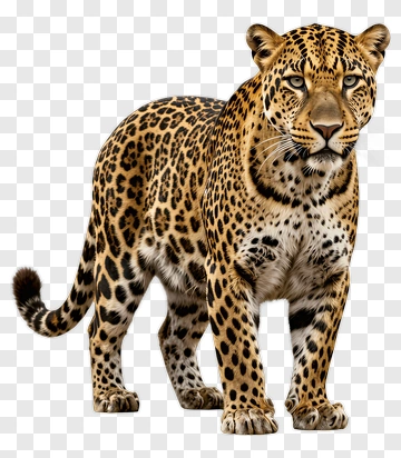 Realistic Leopard Staring Intently PNG