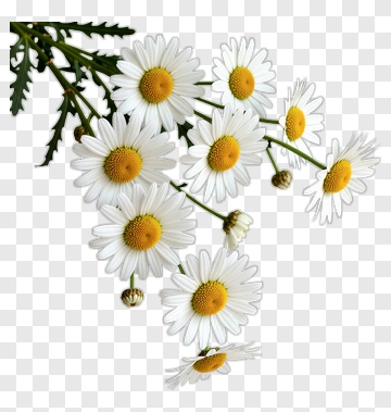 Daisy Flower Bouquet PNG