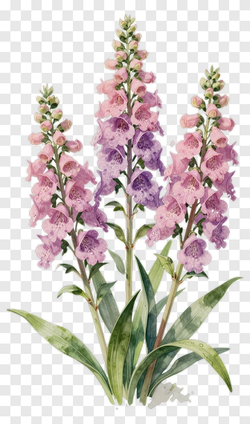 Colorful Foxglove Flowers PNG