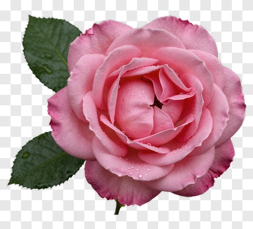 Pink Rose With Green Leaves PNG