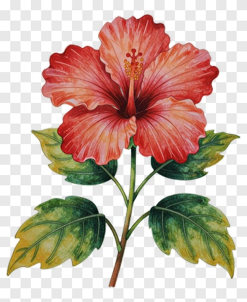 Red Hibiscus Flower PNG