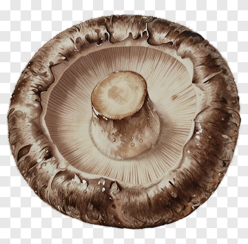 Brown Mushroom PNG