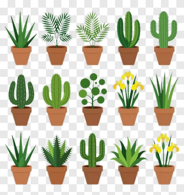 Collection Of Potted Plants PNG