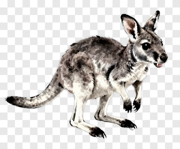 Realistic Kangaroo Illustration PNG