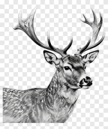 Realistic Deer Head With Antlers PNG