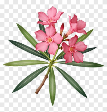 Pink Oleander Flower Bouquet PNG