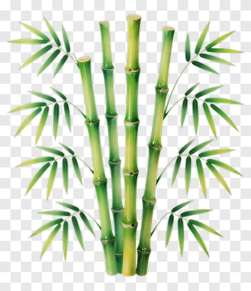 Bamboo Plant PNG