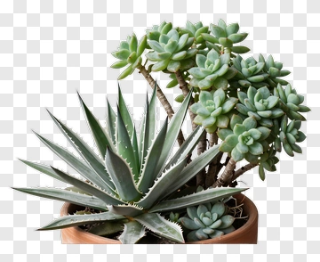 Succulent Plant Arrangement In A Pot PNG
