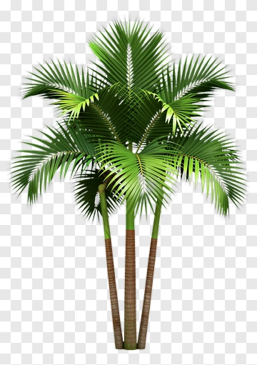 Palm Tree PNG