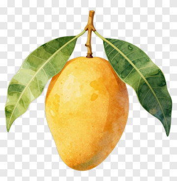 Watercolor Mango With Leaves PNG