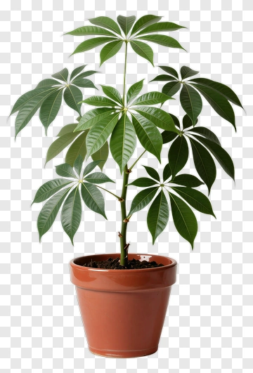 Potted Money Tree Plant PNG