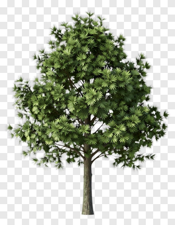Green Pine Tree PNG
