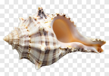 Sea Shell PNG