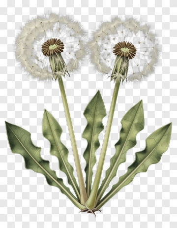 Dandelion Flowers With Green Leaves PNG