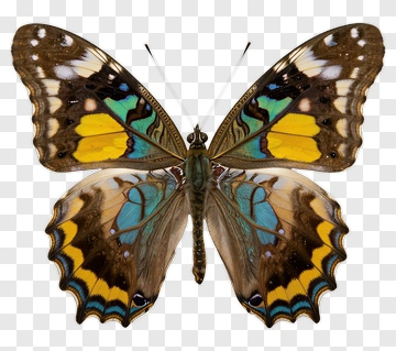 Colorful Butterfly With Intricate Patterns PNG