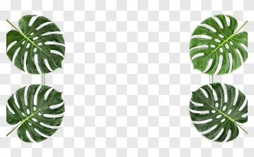 Monstera Leaves Arrangement PNG