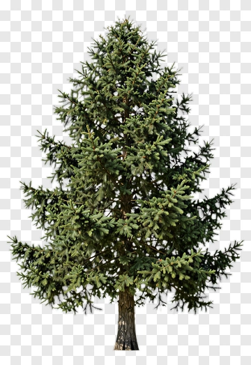 Pine Tree PNG