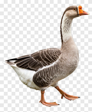 Goose Standing On A Transparent Background PNG