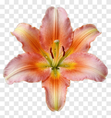 Pink Lily Flower PNG
