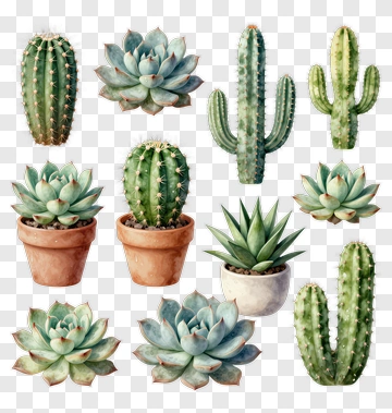 Collection Of Cacti And Succulents PNG