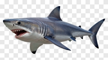 3D Shark Swimming PNG
